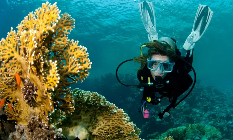 Best Diving Options for Solo Travelers: The 2026 Authority Reference